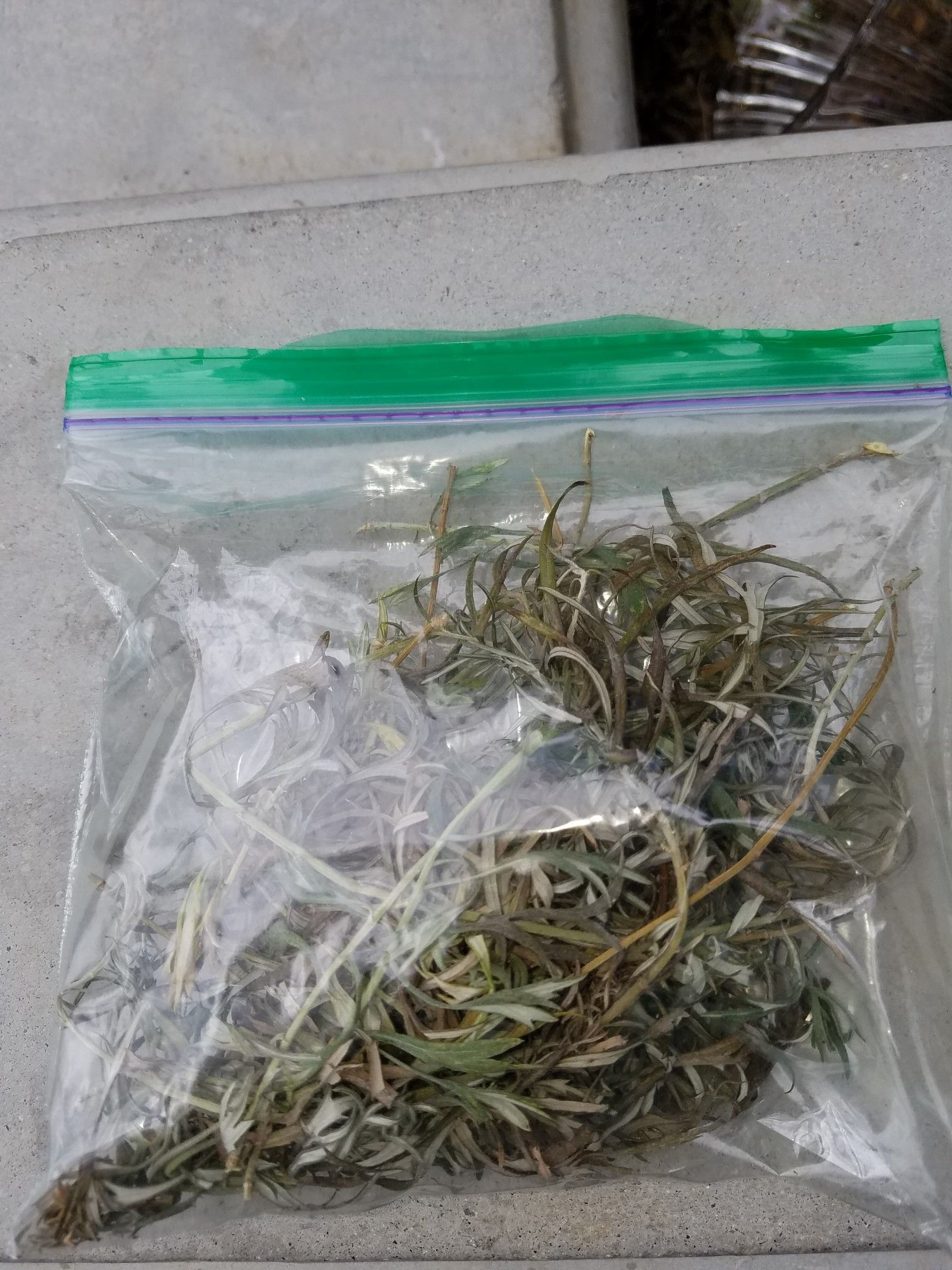 Estafiate Seco Hierba para problemas estomacales/ Herb for Stomach Problems
