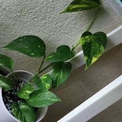 Pothos indoor plant with pot