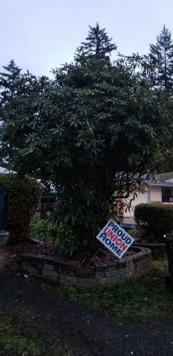 Free Bushes You Come Dig Out!