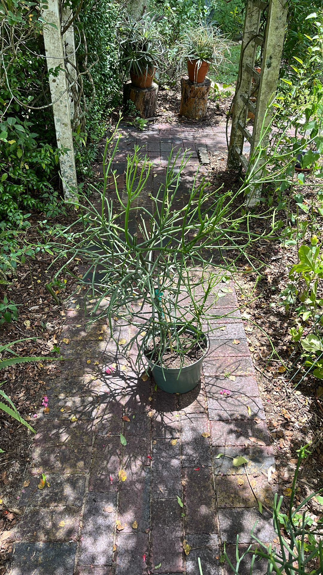 Pencil Cactus 2 Available.  Over 2 Feet Tall