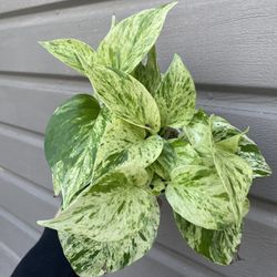 4” Snow Queen Pothos