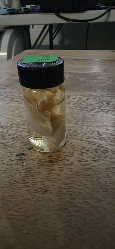 Wet specimen red fox testicles