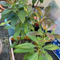 3 Avocado Trees In A Bin