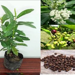 Allspice Trees In 3gal Arboles De Pimienta Malageta En 3gal 