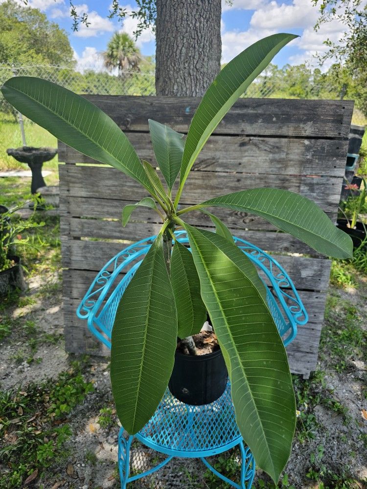 Add a Splash of Paradise to Your Garden with This Beautiful Plumeria Plant 🪴