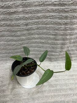 Indoor Live Plant
