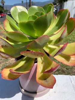 Plant measure 10 “ tall