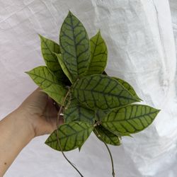 5” Rare Hoya Callistophylla Shadow Falls 