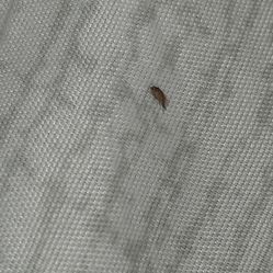 A Punched Gnat