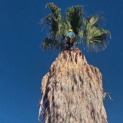 🌴 TREE TRIMMING & STUMP GRINDING — STARTING AT $65! 🌳