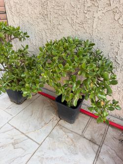 Jade plant