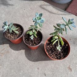 Ghost Plant Succulents