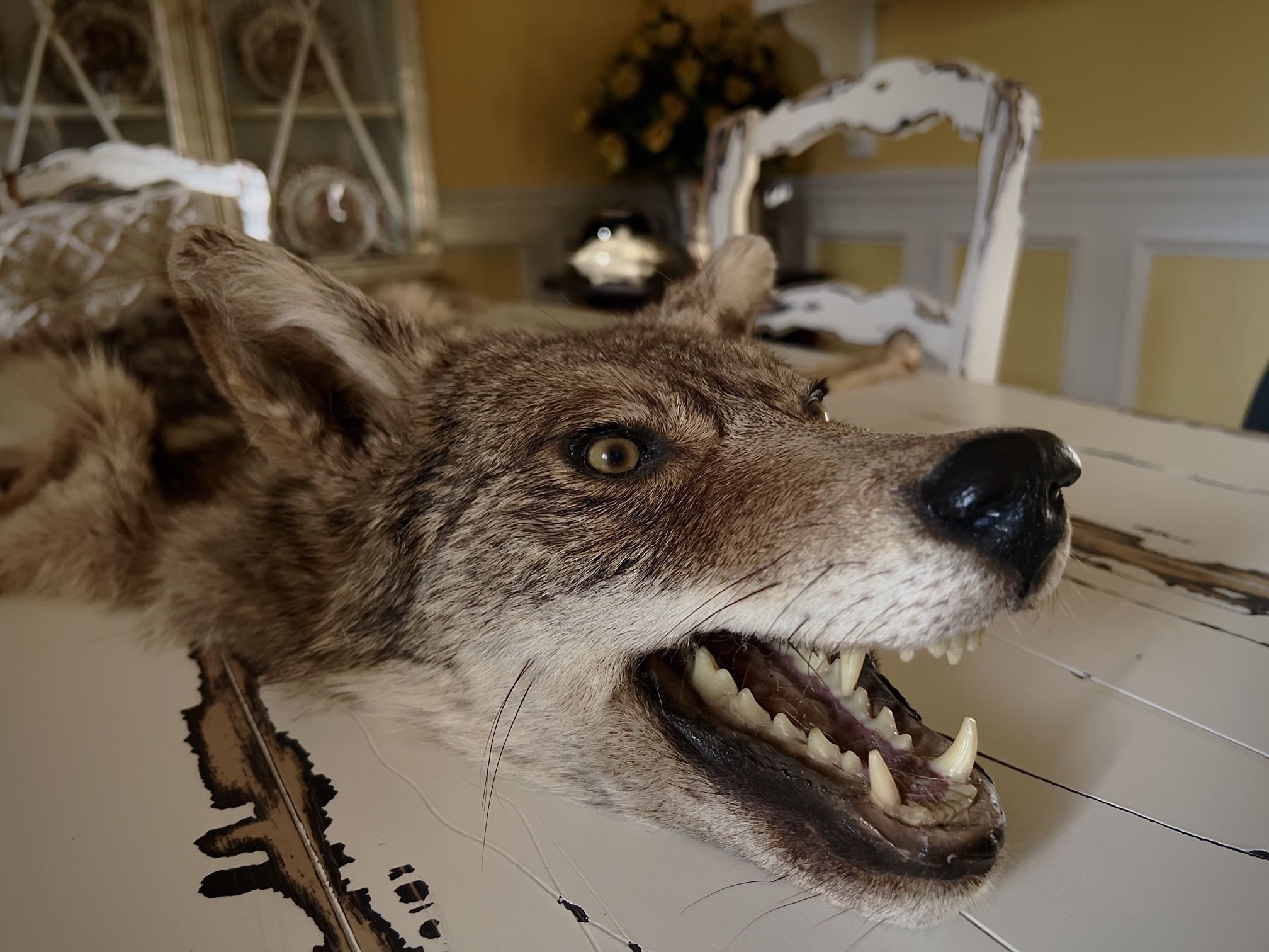 Taxidermy