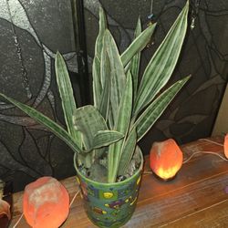 Sayuri Sansevieria Snake Plants In Cute  9in Ceramic Pot With Stones 