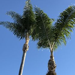 Palm Trees