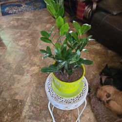 Lovely ZZ Plant In New 7in Ceramic Pot With Plate