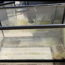 10 Gallon Fish Tank