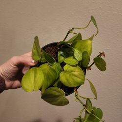 Heart Leaf Philodendron Variegated 