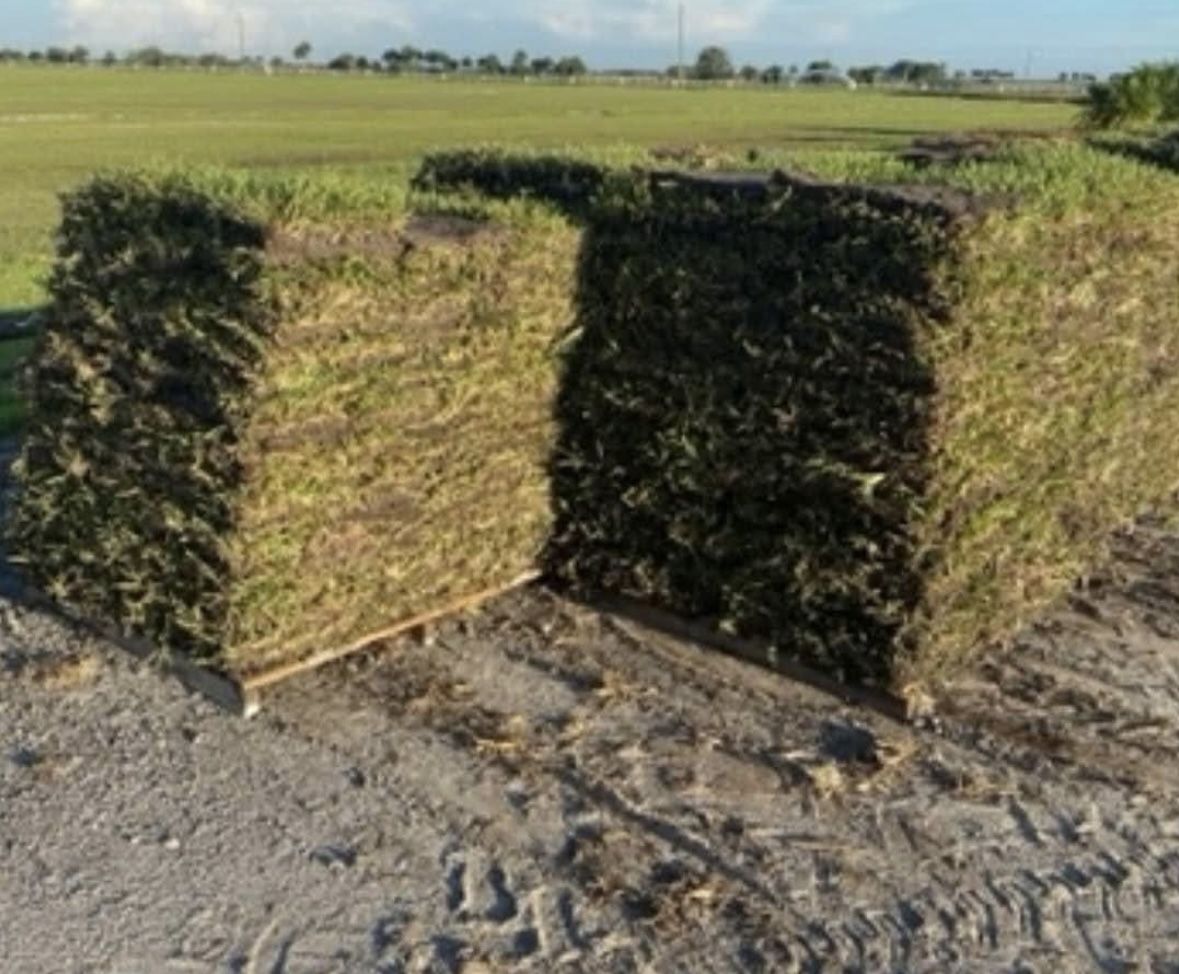 FRESH Top quality SOD!