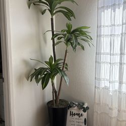 Plant