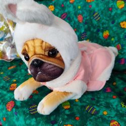 Dog / Cat Bunny Ears 