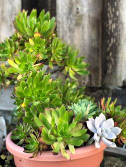 A beautiful arrangement in a big pot for $25