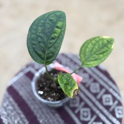 Monstera Peru | Textured Leaves • Slow & Intentional Grower