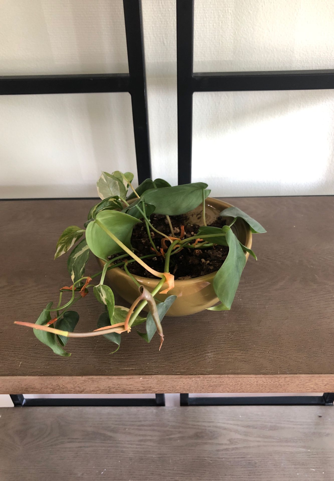 Philodendron and Pothos plants