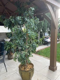 Plant Decoration Good Condition 