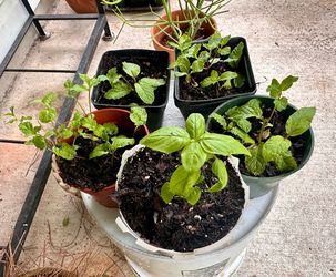 $4 Herbs or 4/$15 No Pesticides, Herbicides, or Synthetic Fertilizer