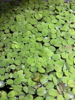 Salvinia Floating Plant
