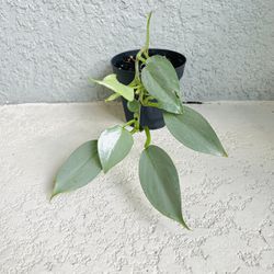 Philodendron  Silver  Sword  Plant 
