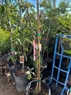 Apple tree ‘Golden Sentinel’
