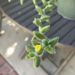 Succulent plant hanging plant