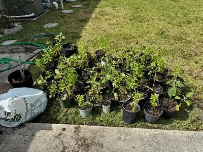 Plants : Green Chillies And Eggplants - $5 To $10