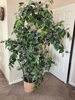 Large Artificial Ficus Tree in Wicker Basket