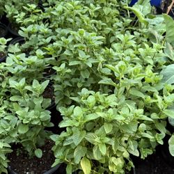 Mint Plans $10 Each Price Firm