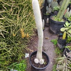 Silver Torch Cactus Plant