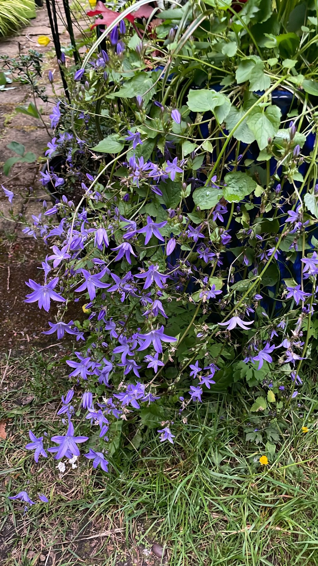 Waterfall Campanula