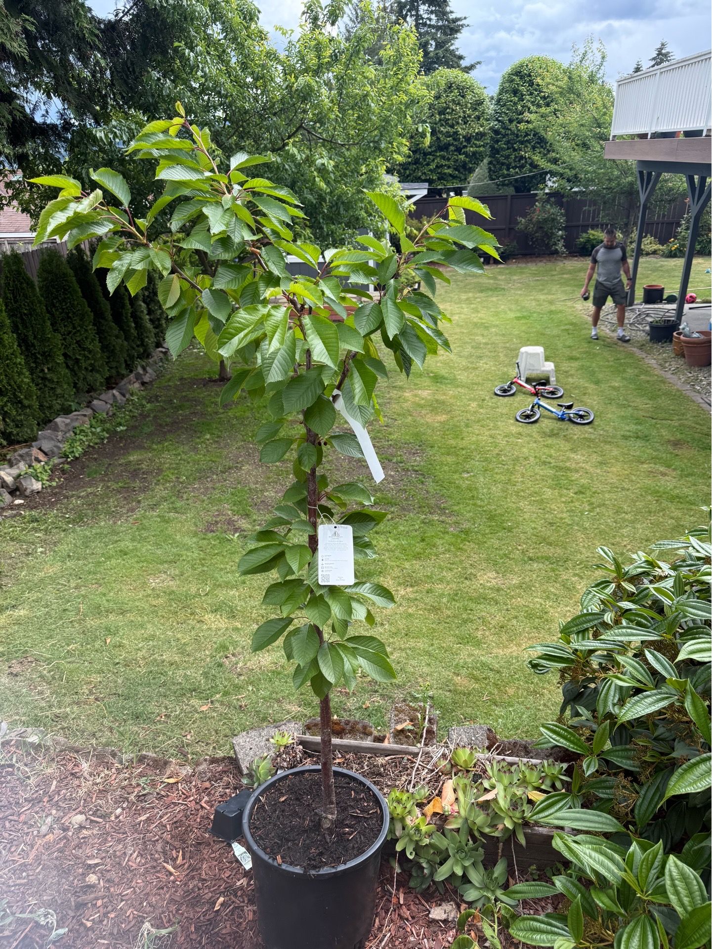 Semi-dwarf Bing Cherry tree for Sale in Seattle, WA - OfferUp