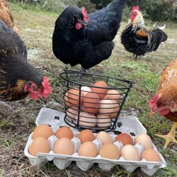 Farm Fresh Eggs