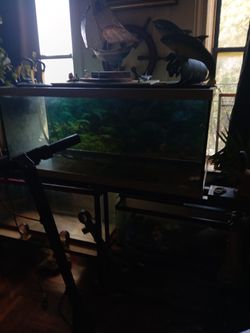 55 Gallon Tank