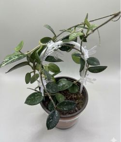Hoya Mathilda with two little peduncles