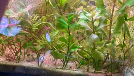 Four leaf clovers 🍀 aquatic plant submerged
