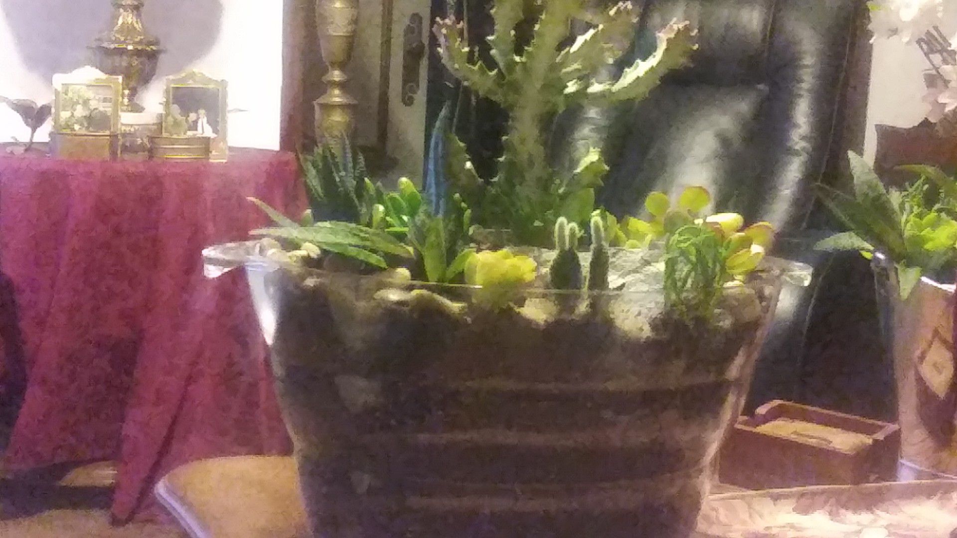Assorted succulent on clear base