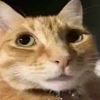 Kat