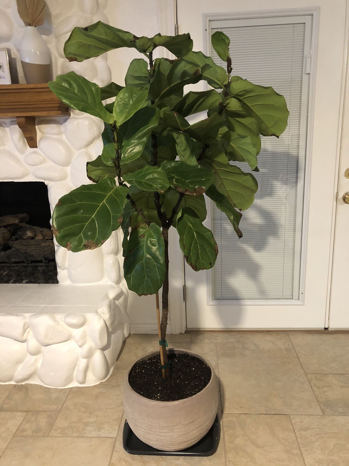 Fiddle Leaf Fig Tree