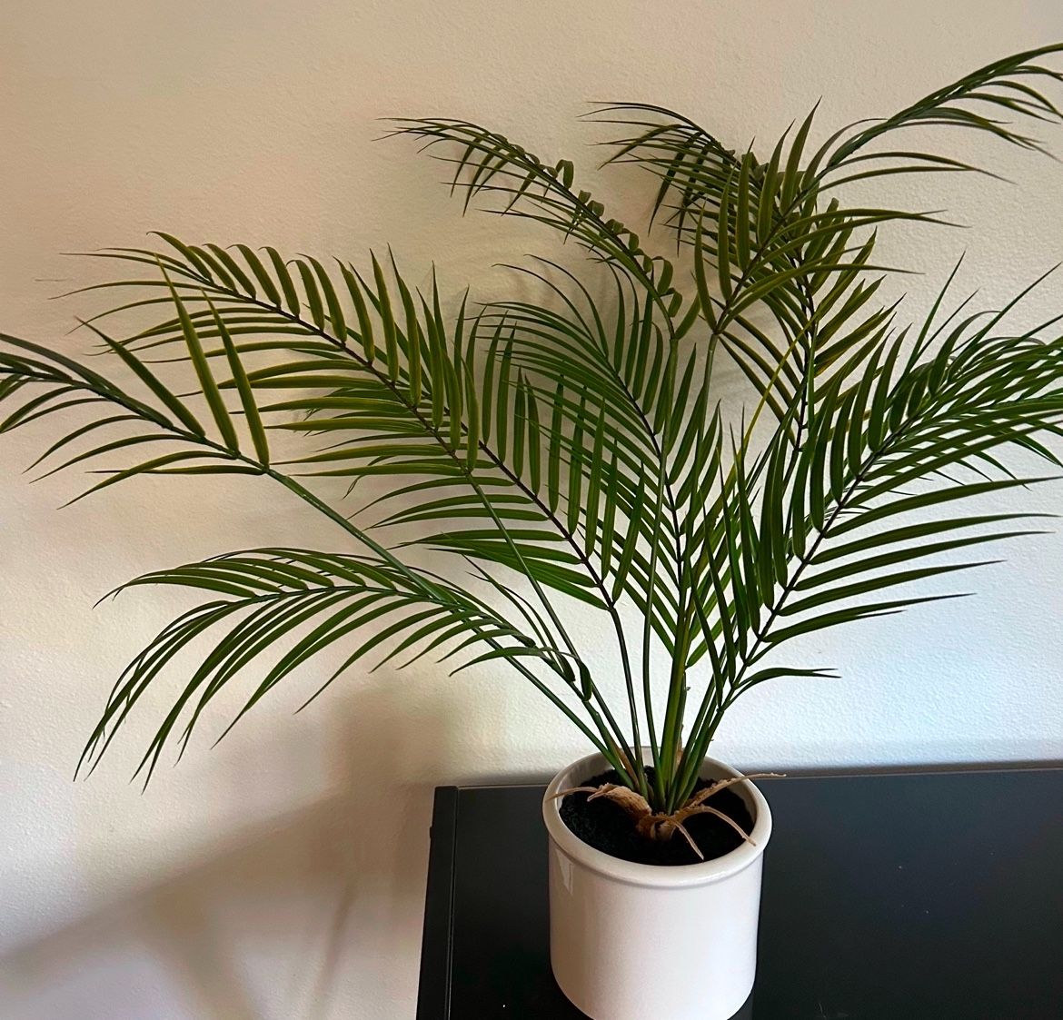 5 Fake Palm Plants