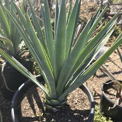 Agave Blue T