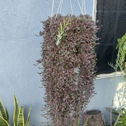 Succulents Con Colgadera